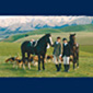 Click to enlarge Nick and Sara (8161) Rowley, South Canterbury Hunt
